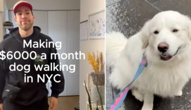 A 28-year-old NYC engineer walks dogs before work, at lunch and after — and pulls in $6,000 a month