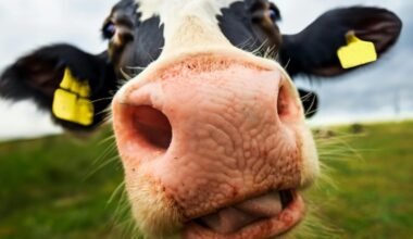 Kansas Dairy of Manhattan Names Chelsea Good New Executive Director