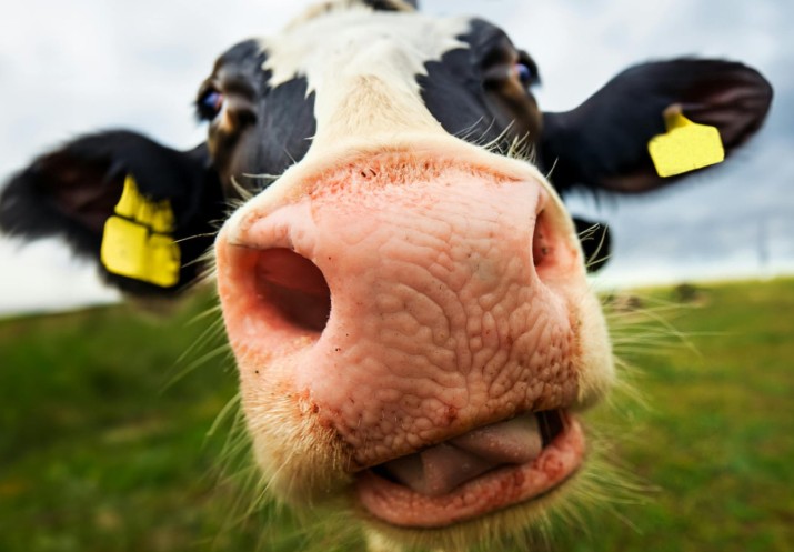 Kansas Dairy of Manhattan Names Chelsea Good New Executive Director