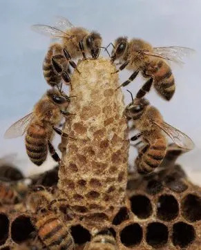 The 'queen cell builder' has been discovered who is responsible for constructing a warm and moist 'royal crib'