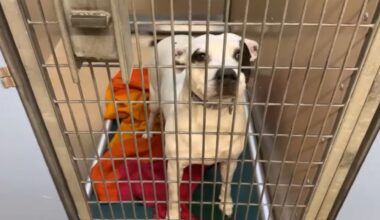 Animal shelters in N.Y. urgently seek homes for animals