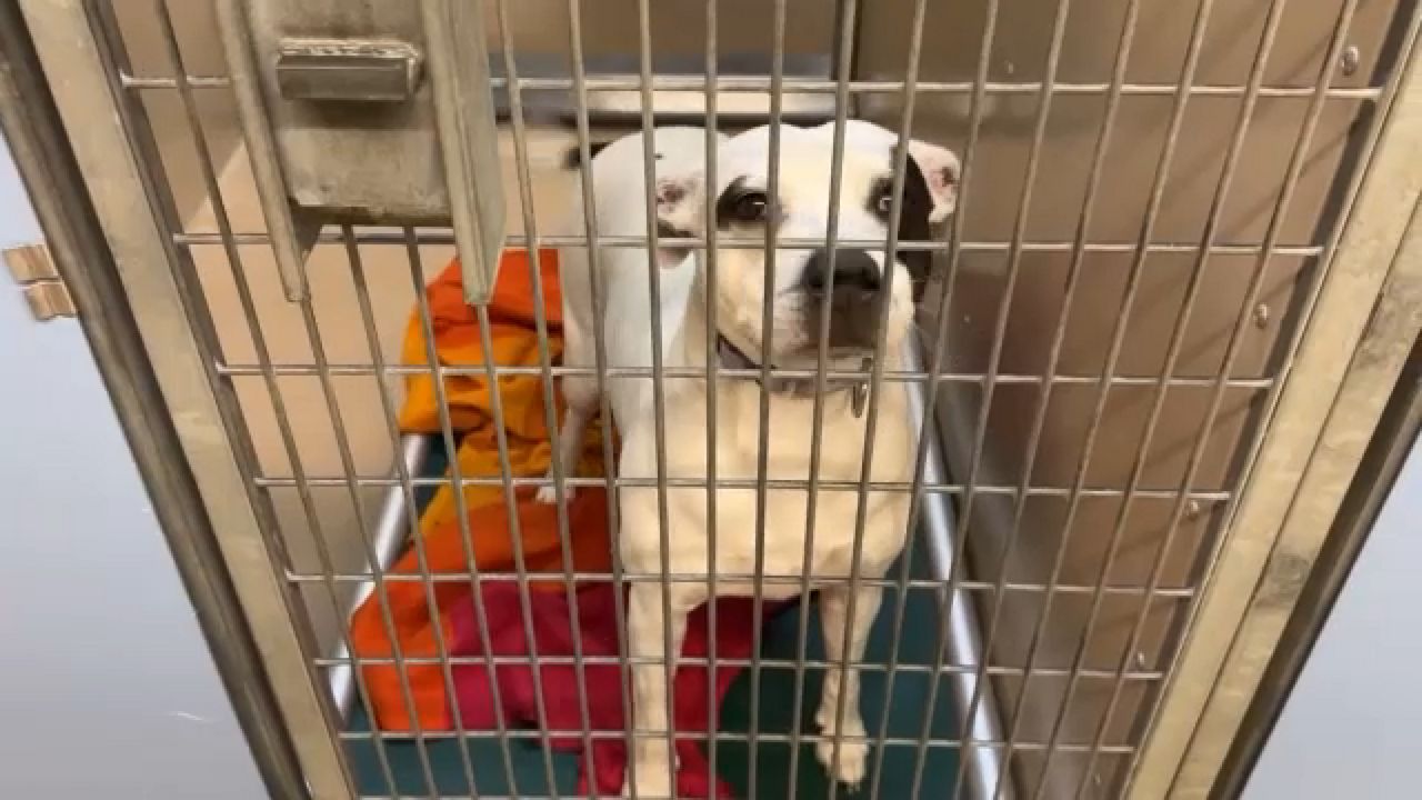 Animal shelters in N.Y. urgently seek homes for animals