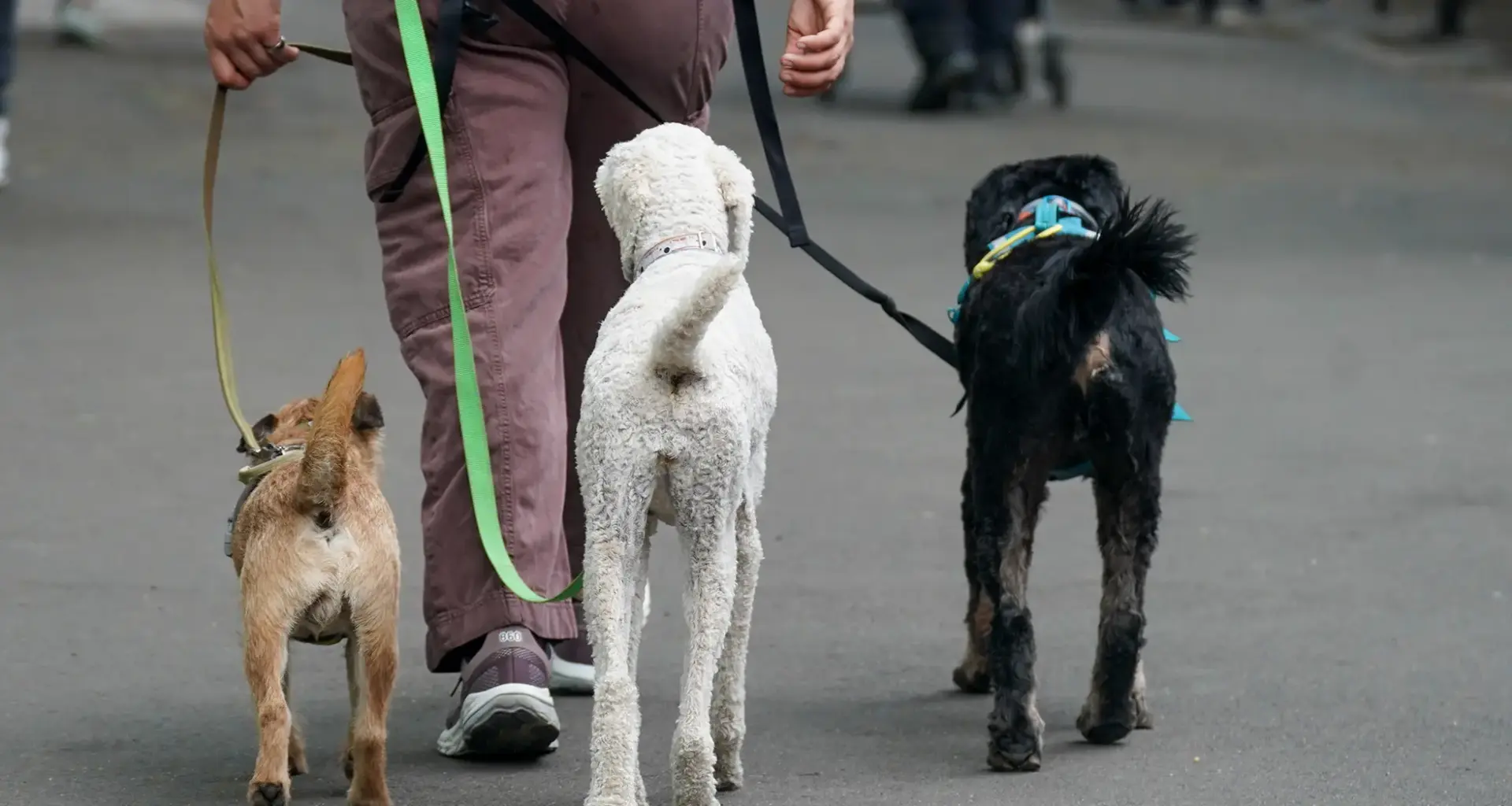 Dog poo plagues Manhattan, skidding to gross record over winter: ‘This c— has to stop’