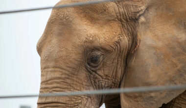 Happy the Bronx Zoo elephant, who changed what scientists knew and sparked a rights battle, dies at 55