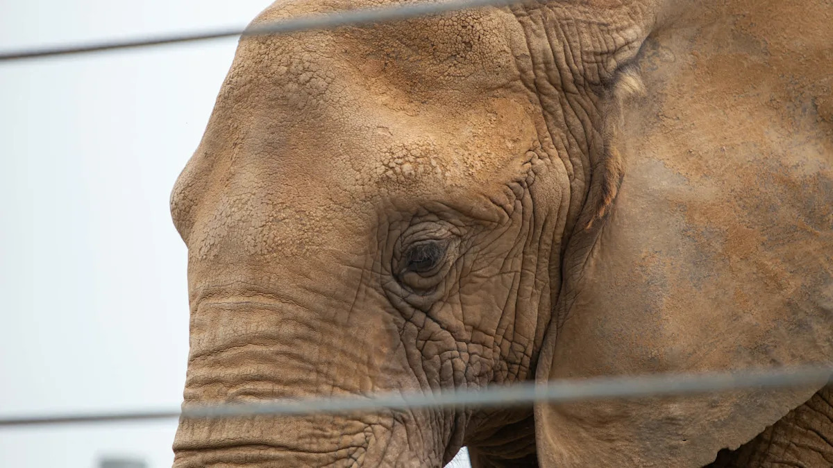 Happy the Bronx Zoo elephant, who changed what scientists knew and sparked a rights battle, dies at 55