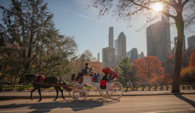 “A heartbreaking tragedy” rehashes calls for NYC carriage ban