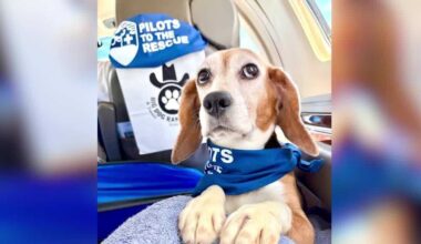 Beagles rescued from testing facility flown to new homes in New York