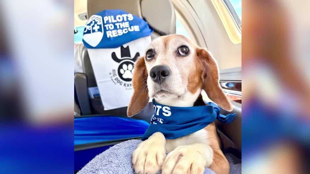 Beagles rescued from testing facility flown to new homes in New York