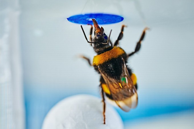 Sophisticated behaviors and communication abilities once thought unique to vertebrates have now been identified in bees as well. Image credit: Mikko Törmänen.