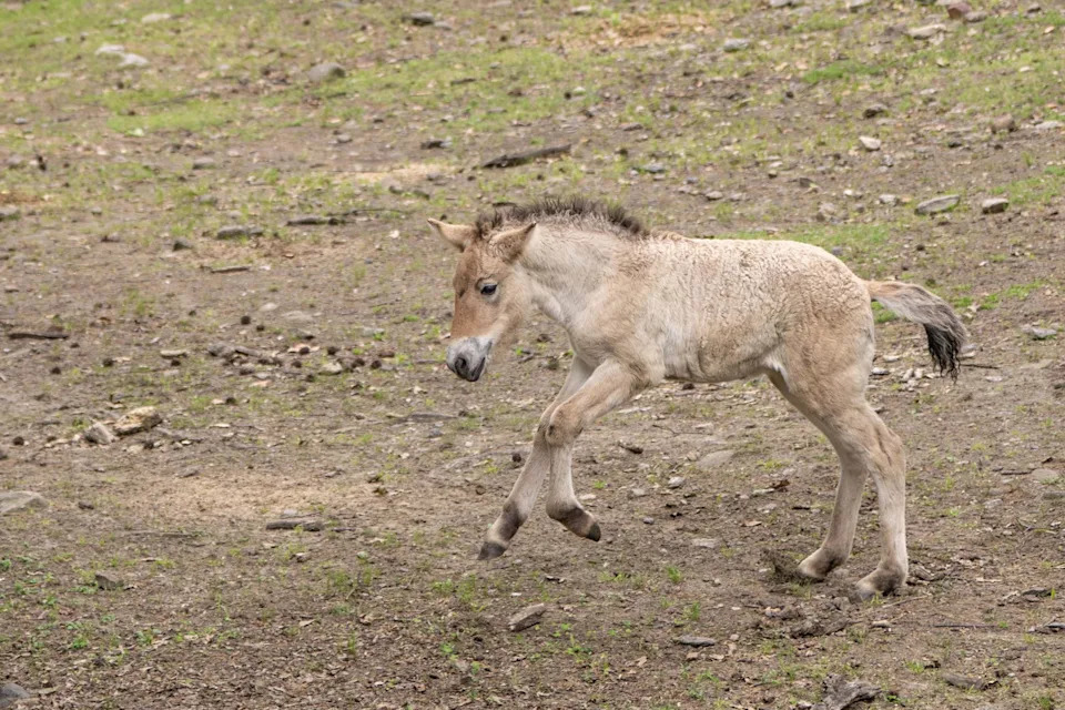 The Przewalski’s horse is known to be stockier than domestic horses, with shorter legs, dun coats, and dark, upright manes.