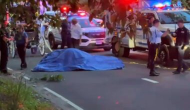 Central Park carriage horse died after eating toxic plant, report says – NBC New York