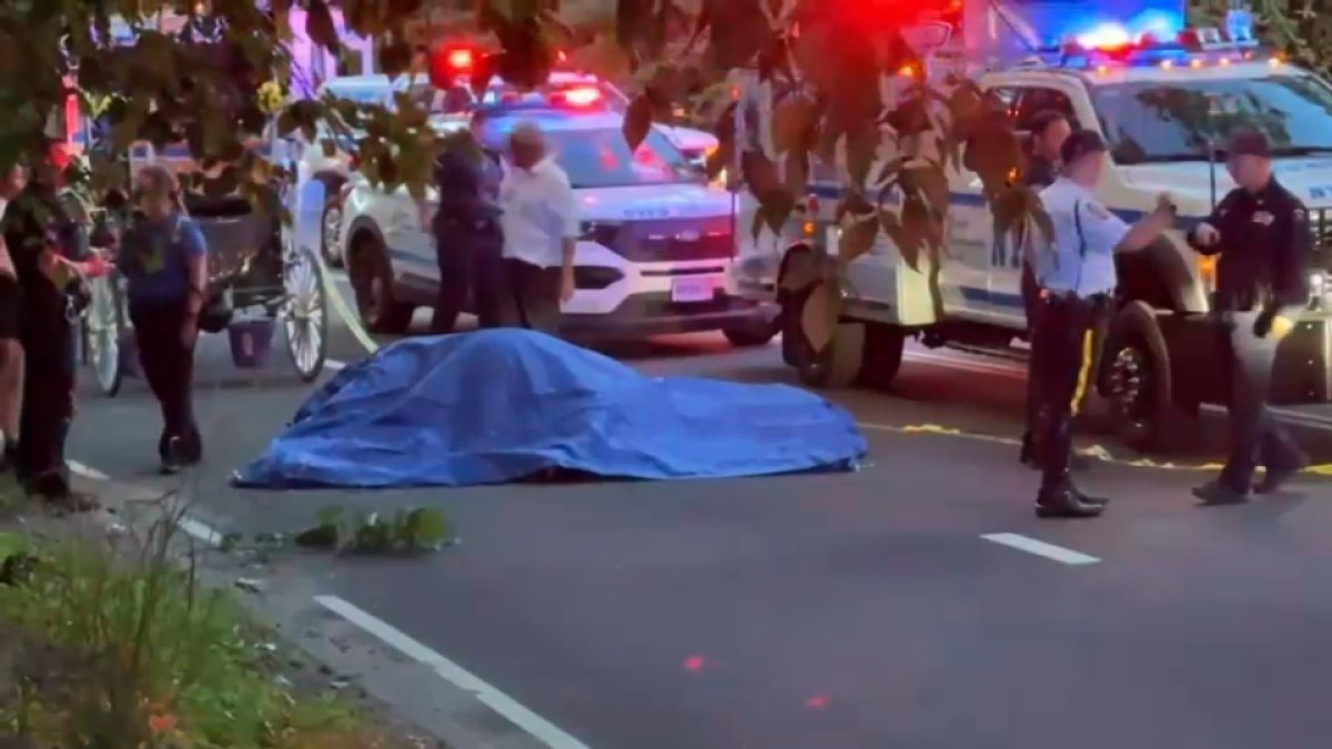 Central Park carriage horse died after eating toxic plant, report says – NBC New York