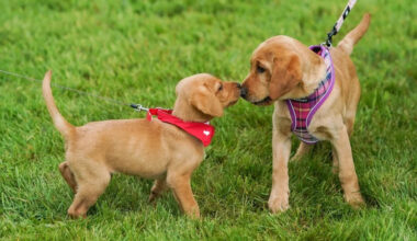 NYC borough releases dog poop study: find out where the most complaints are