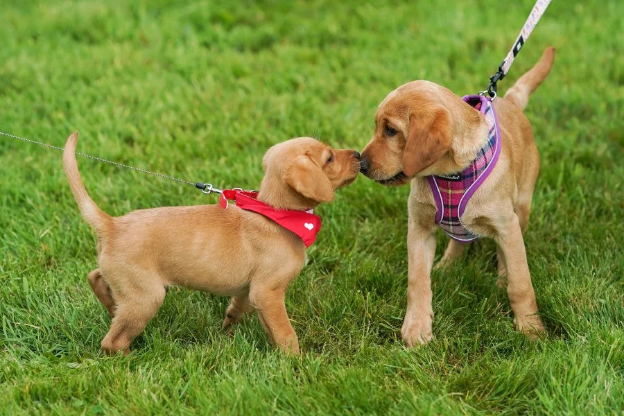 NYC borough releases dog poop study: find out where the most complaints are