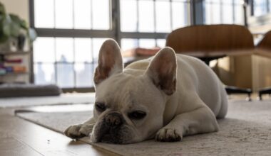 HUD issued new rules for emotional support animals. For New Yorkers, not much will change