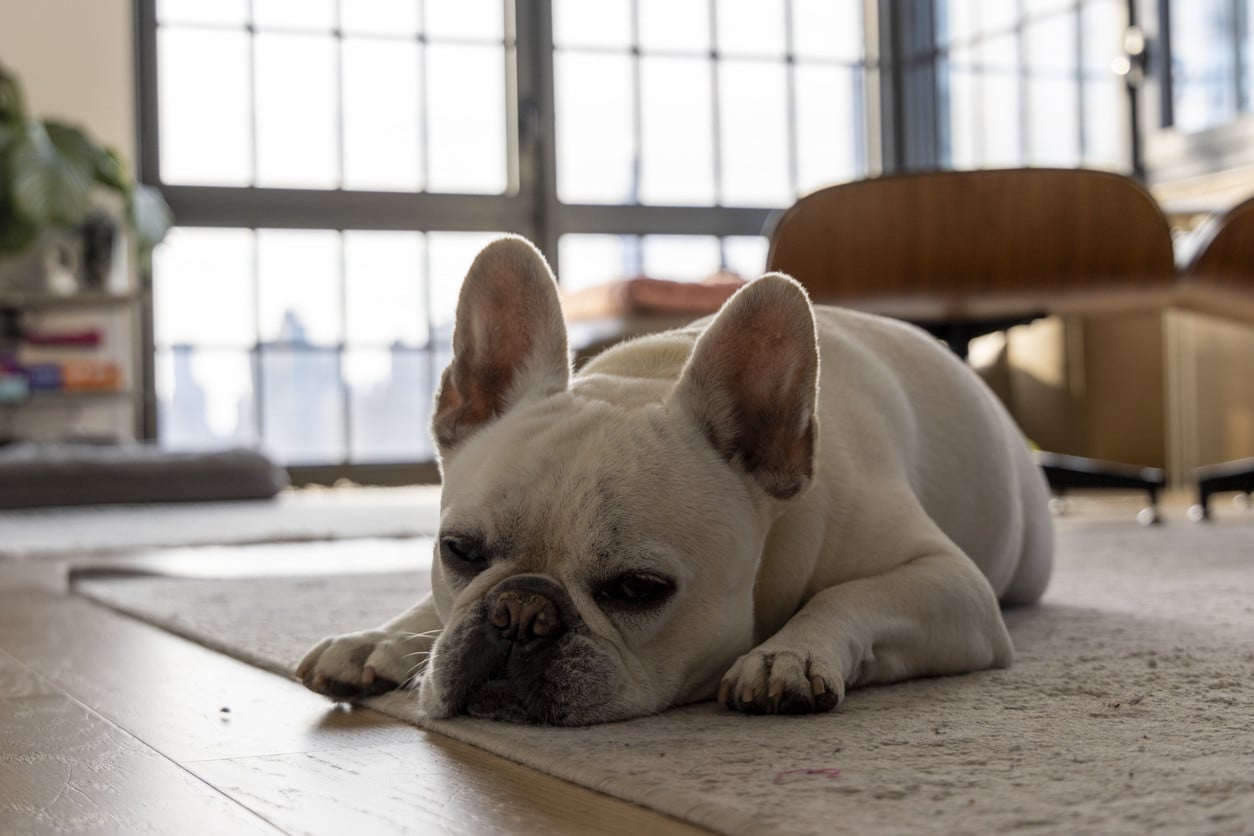 HUD issued new rules for emotional support animals. For New Yorkers, not much will change