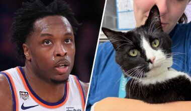Knicks’ OG Anunoby helping NYC shelter cats find forever homes – NBC New York