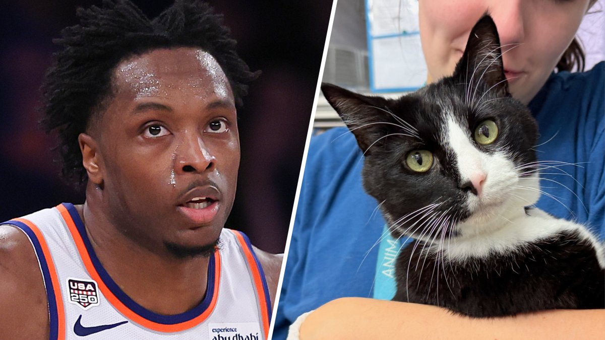 Knicks’ OG Anunoby helping NYC shelter cats find forever homes – NBC New York