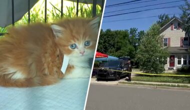 Nearly 100 cats found in Long Island home ‘covered’ in waste – NBC New York