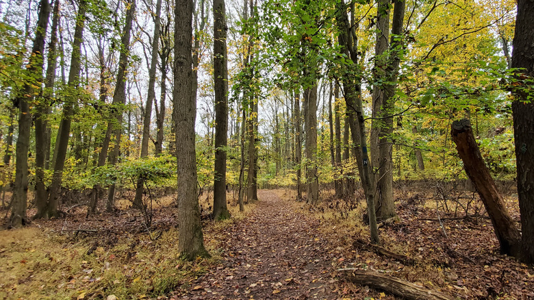 A wooded trail cuts through the Staten Island Greenbelt.