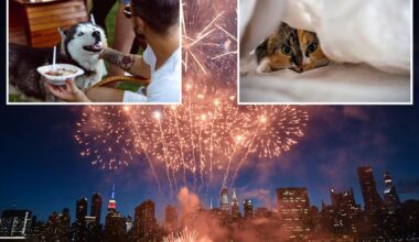 NYC veterinarian's tips to keep your fireworks-sensitive pets safe this 4th of July