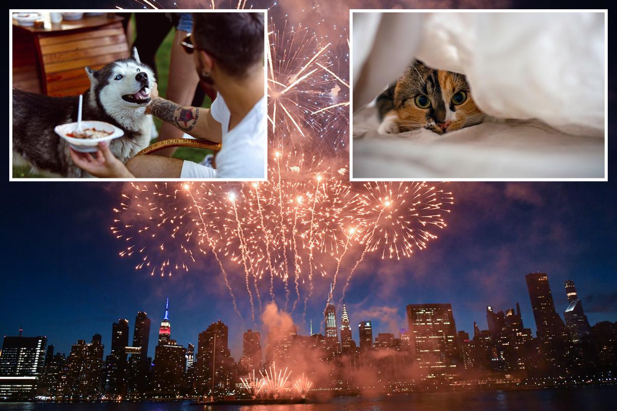 NYC veterinarian's tips to keep your fireworks-sensitive pets safe this 4th of July