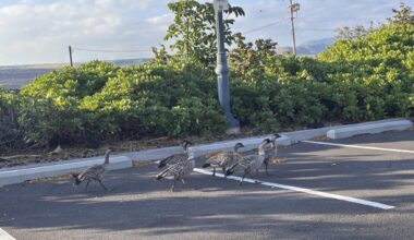 Investigation continues of 2 nēnē killed by a car in Waikōloa, but state says feral cat feeding is main issue : Big Island Now