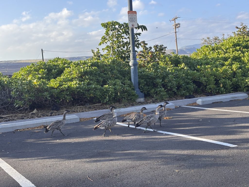 Investigation continues of 2 nēnē killed by a car in Waikōloa, but state says feral cat feeding is main issue : Big Island Now
