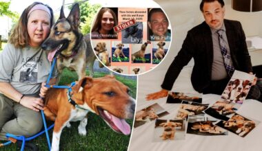New York couple locked in ‘dogfight’ with pet rescue over ownership of foster pups 