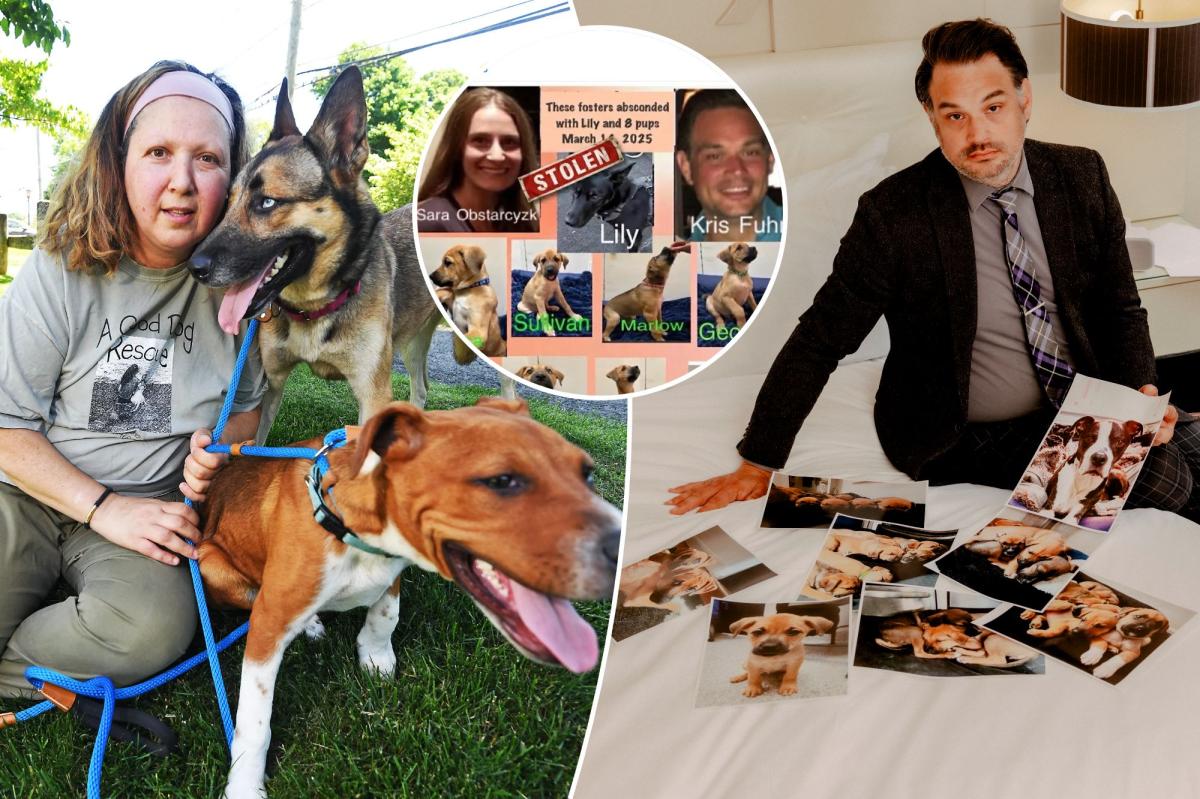 New York couple locked in ‘dogfight’ with pet rescue over ownership of foster pups 