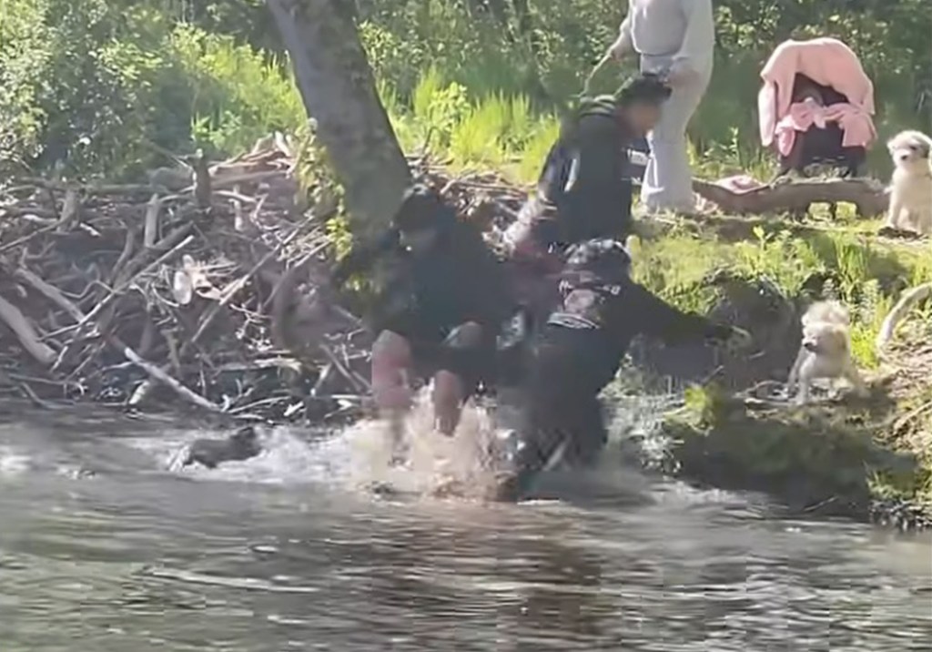People pulling a person from a river with a beaver nearby.