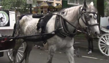 Horse carriage rides resume in Central Park week after tourist died in collision