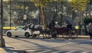 Petition: NYC Horse Drawn Carriage Crash Demands Urgent Reform – One Green Planet