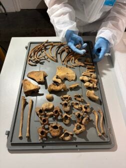 Skeletal Lab Analysis Pedralbes