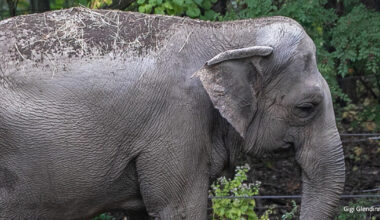 MEDIA RELEASE: Happy the Elephant Dies at the Bronx Zoo