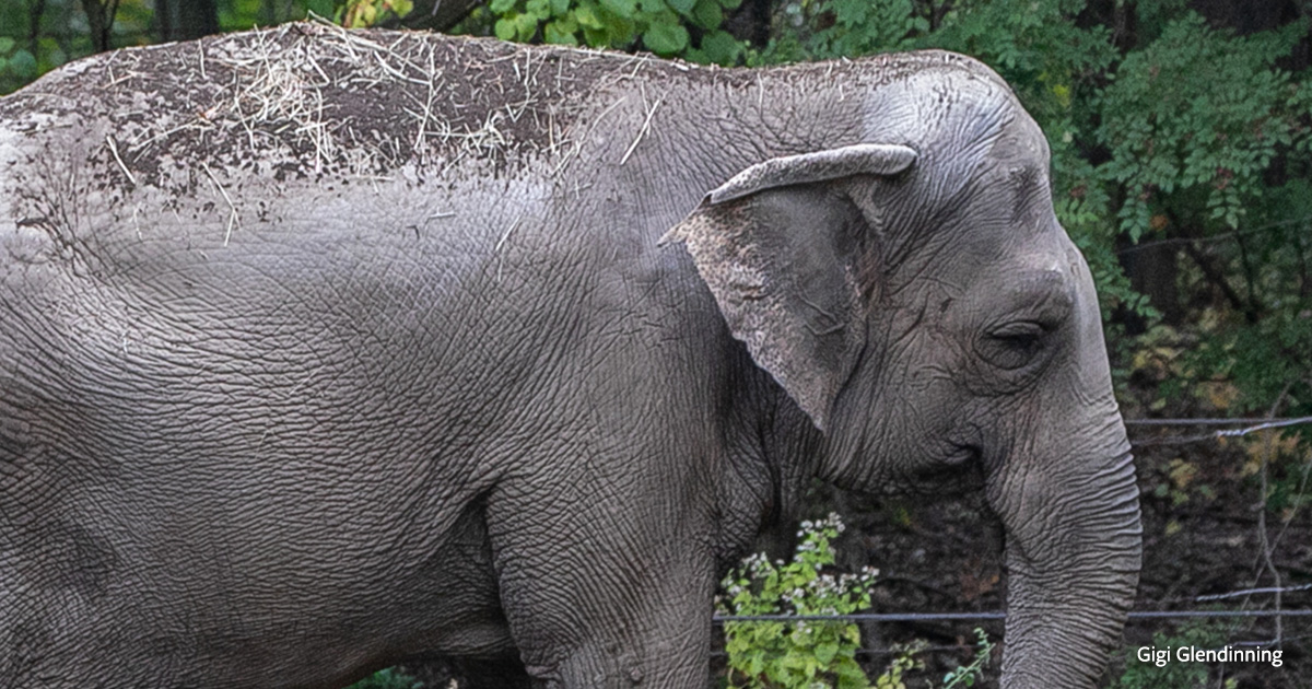 MEDIA RELEASE: Happy the Elephant Dies at the Bronx Zoo