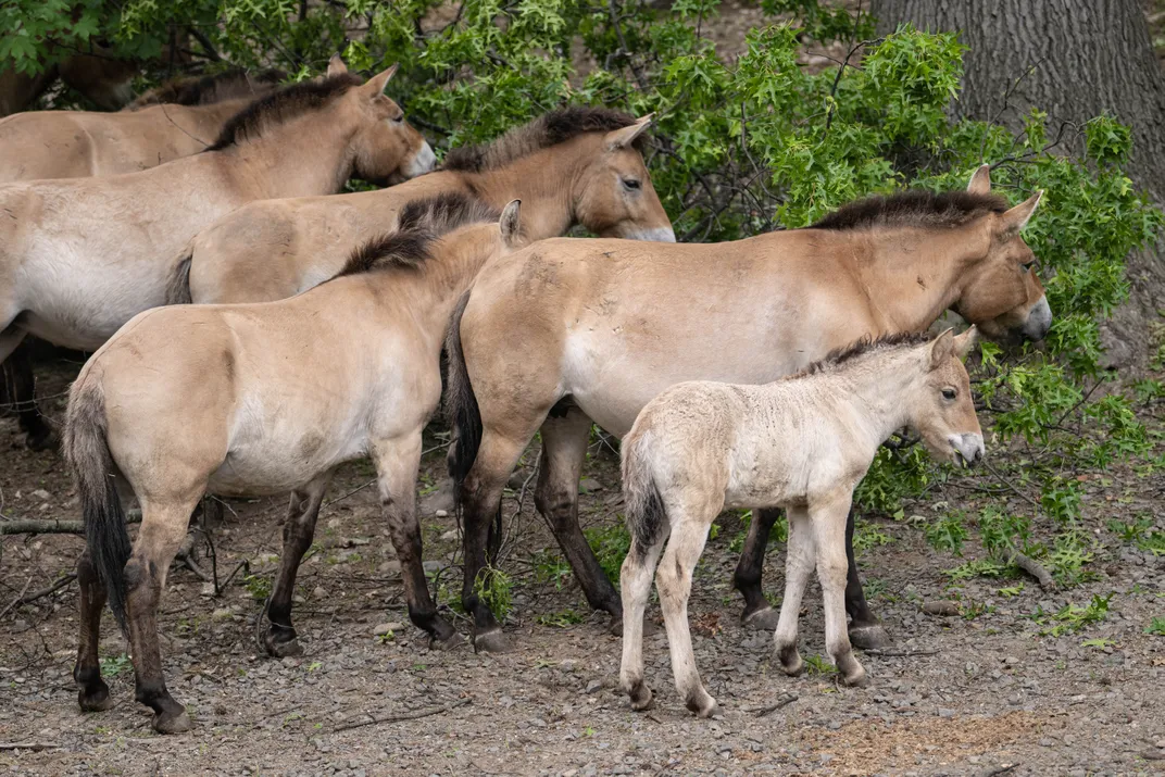 A group of tannish-white horses standing together