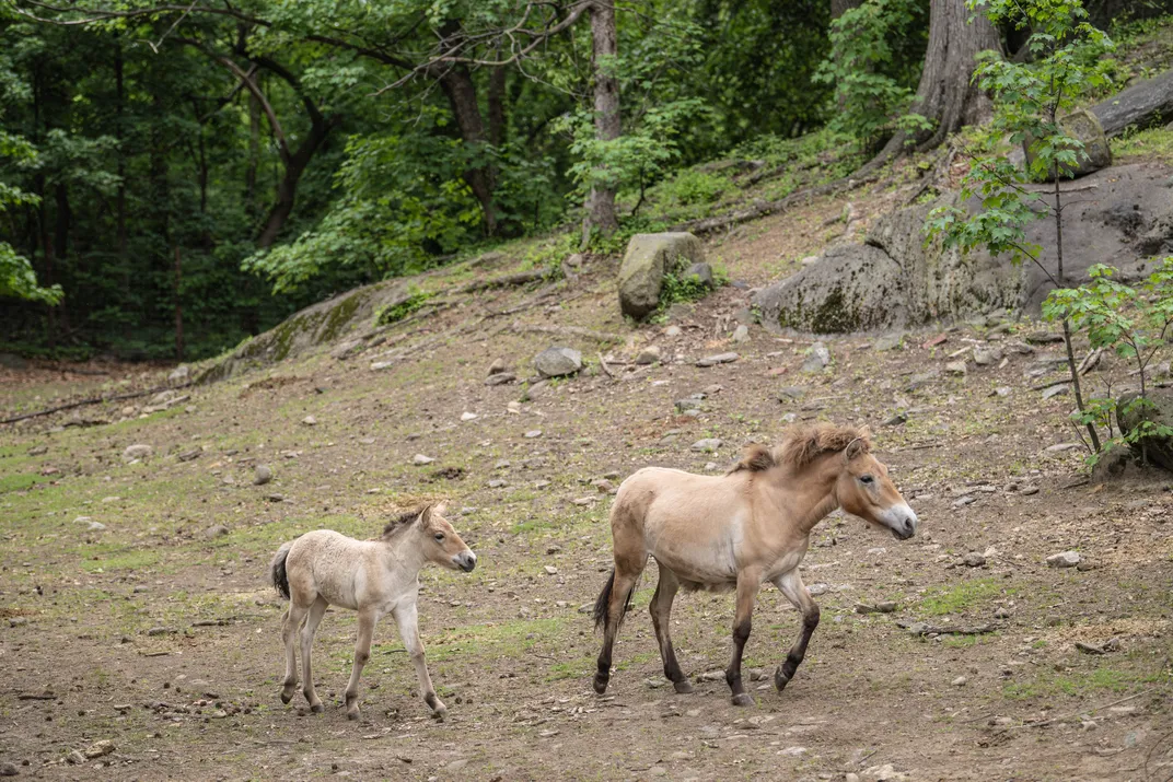 A small horse next to a larger horse