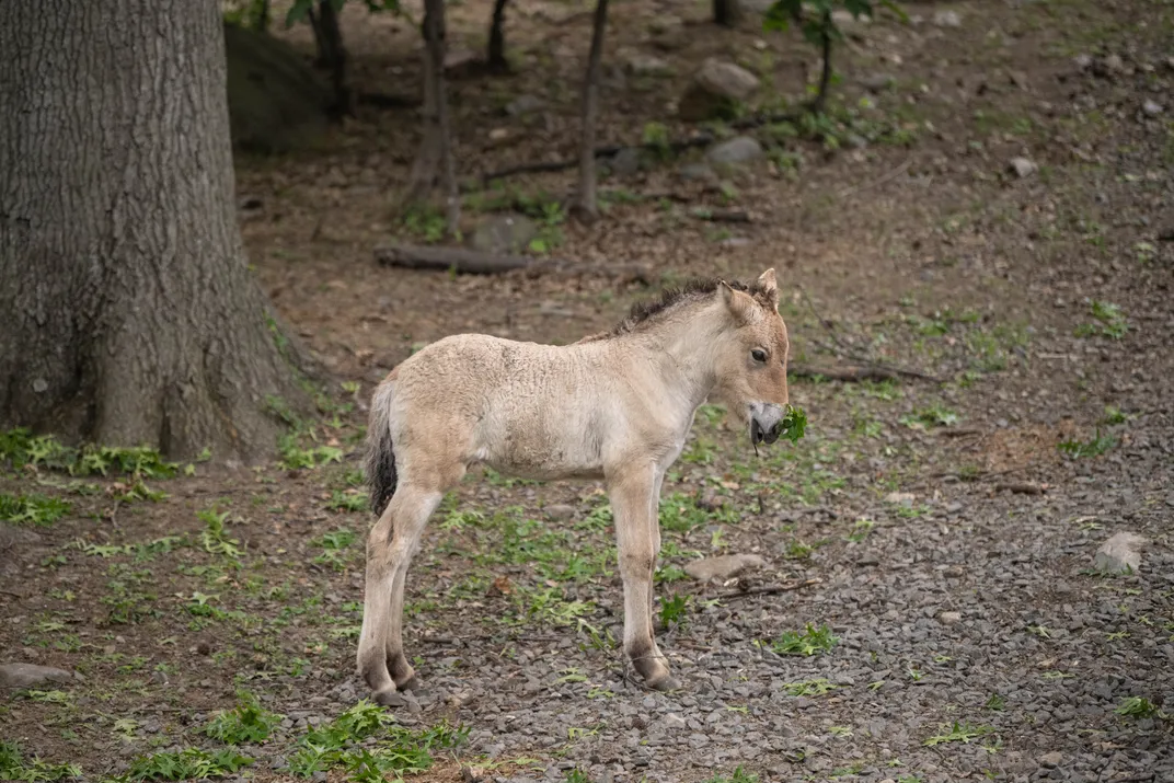 A small tannish-white horse standing alone