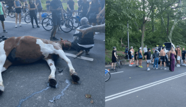 Central Park carriage horse died from eating a poisonous plant: necropsy