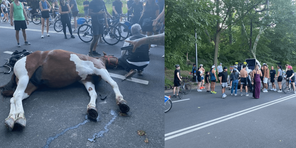 Central Park carriage horse died from eating a poisonous plant: necropsy