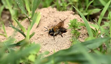 In local cemeteries, bees rise from among the dead