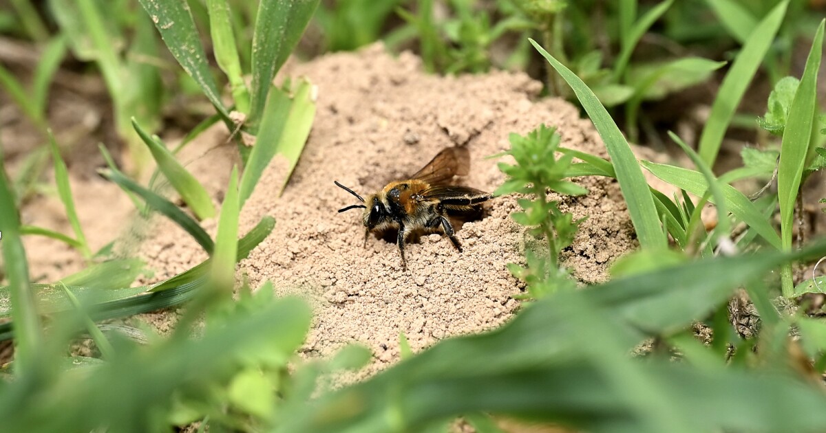 In local cemeteries, bees rise from among the dead