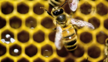 Worker bees build special wax cells that may help raise healthier queens, a study finds