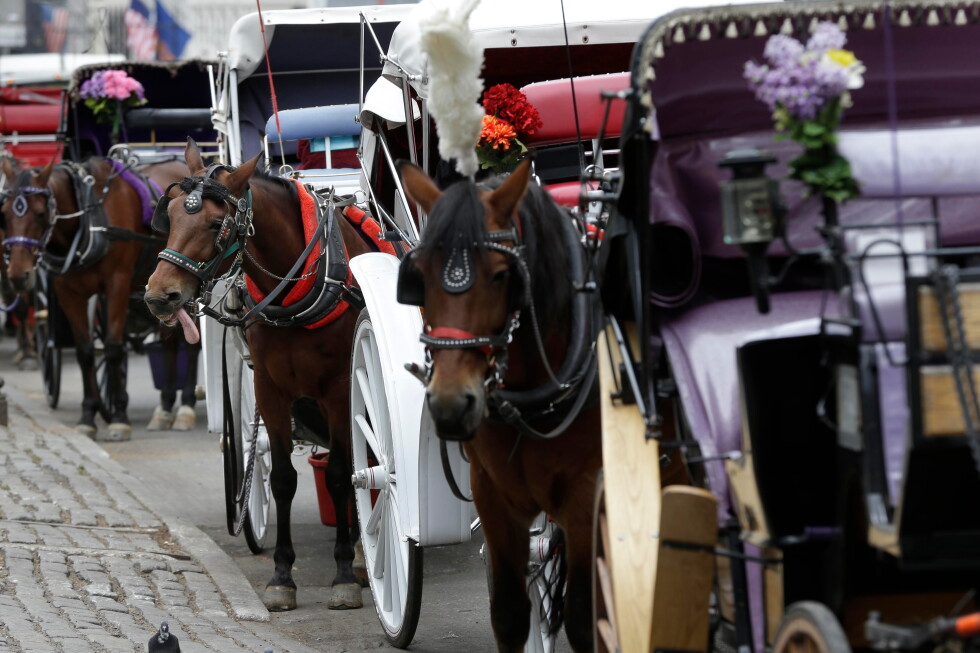 Teen dies after being thrown from horse-drawn carriage in NYC's Central Park