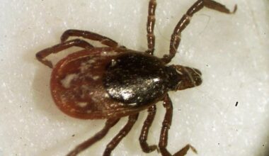 Tick season is here: Staying safe outdoors in Western New York