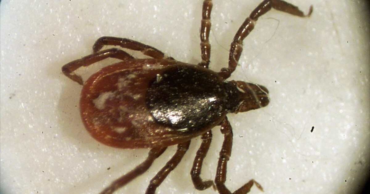 Tick season is here: Staying safe outdoors in Western New York