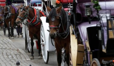 New York mayor, other leaders push to end horse carriage industry after Indian teen's death