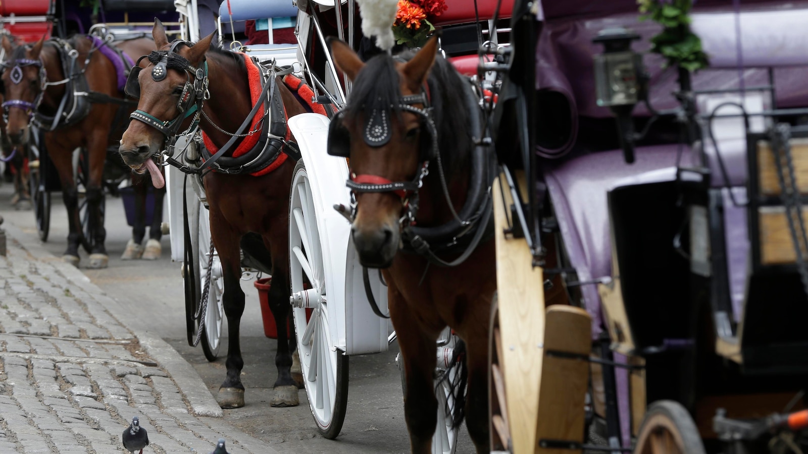 New York mayor, other leaders push to end horse carriage industry after Indian teen's death