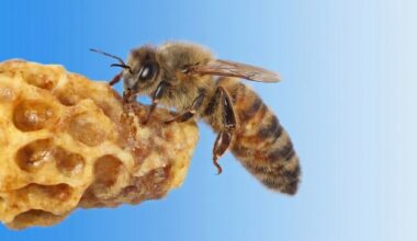 How honeybees really crown their queens | UCR News